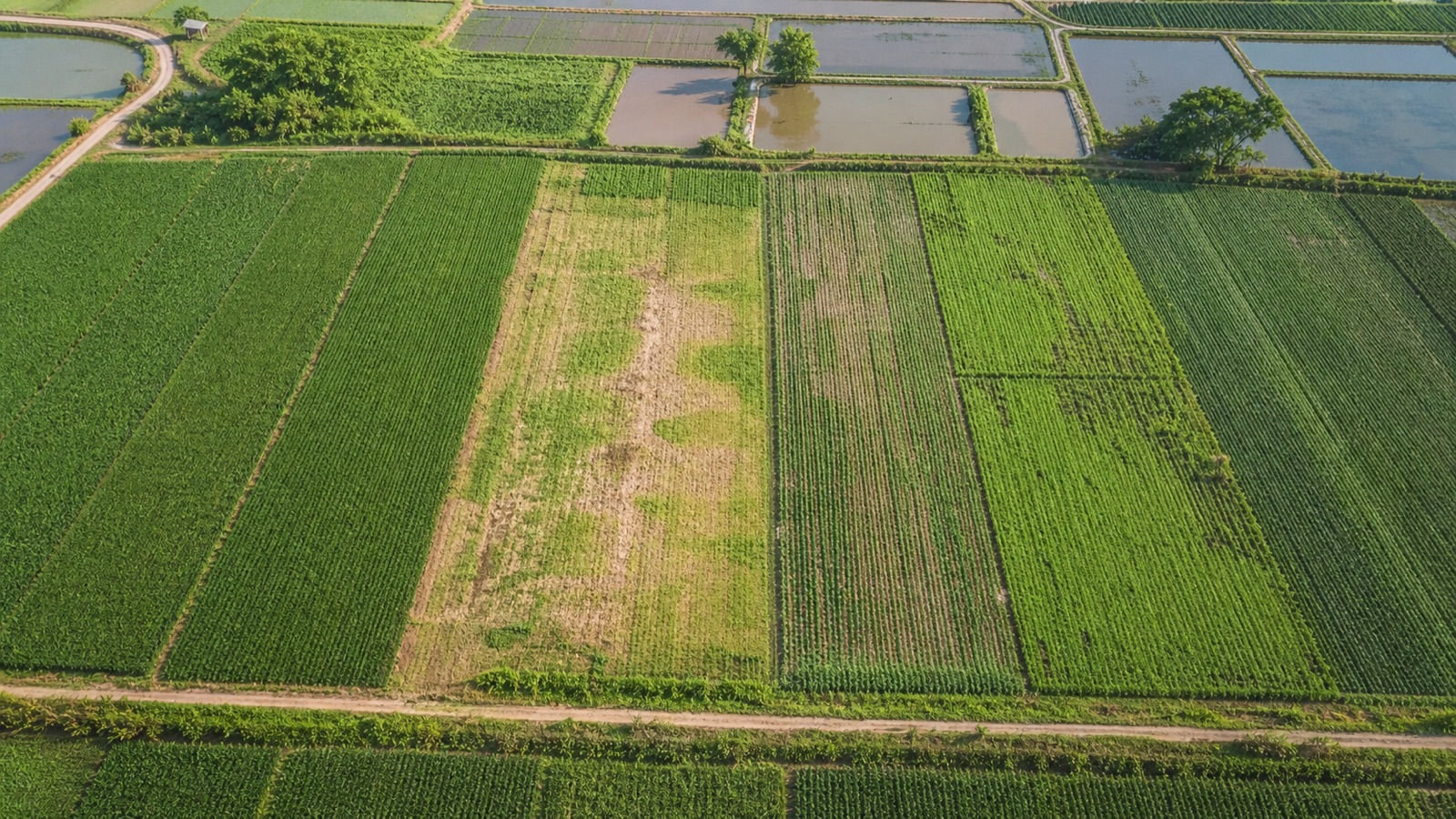 Campo agrícola con variación de cultivo observada desde drone
